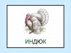 Домашняя птица - Индюк